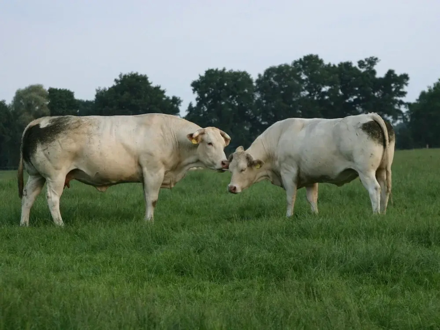 Tidy Chalet With a Microwave, in the Achterhoek