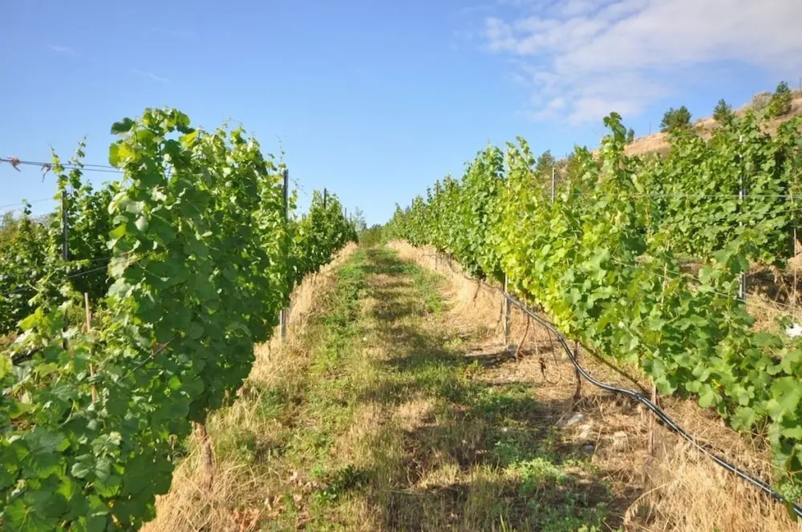 Serenata Guesthouse & Vineyard Retreat