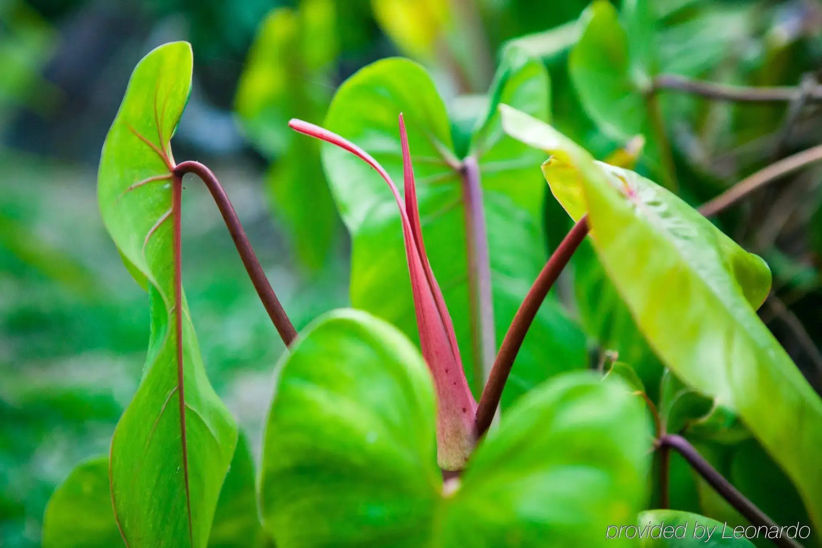The Lodge at Pico Bonito