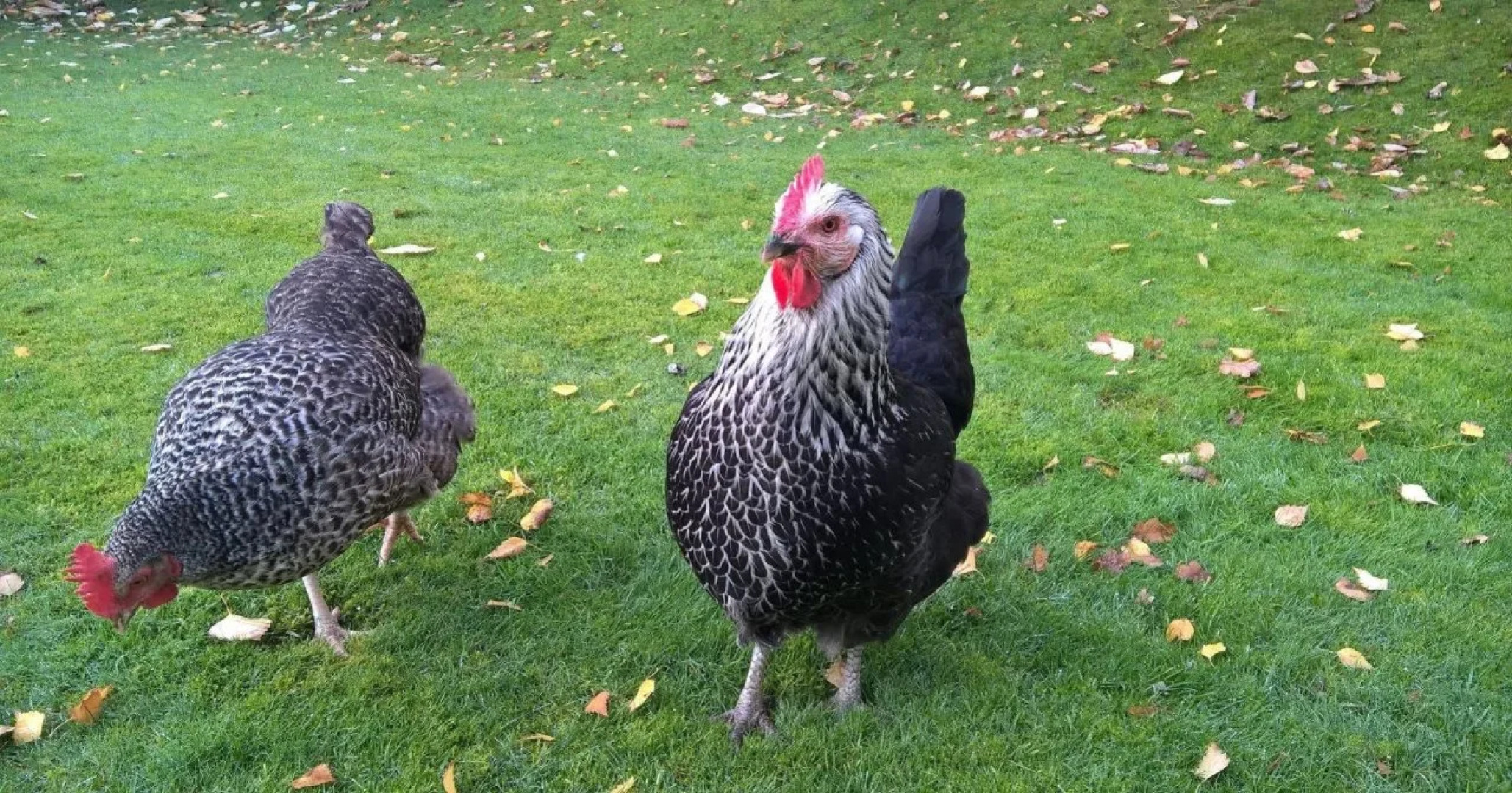 Wentworth House B & B