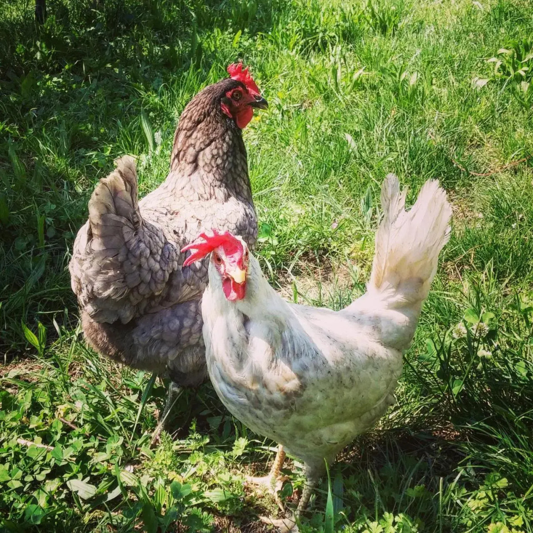 Agritur Maso Spezial