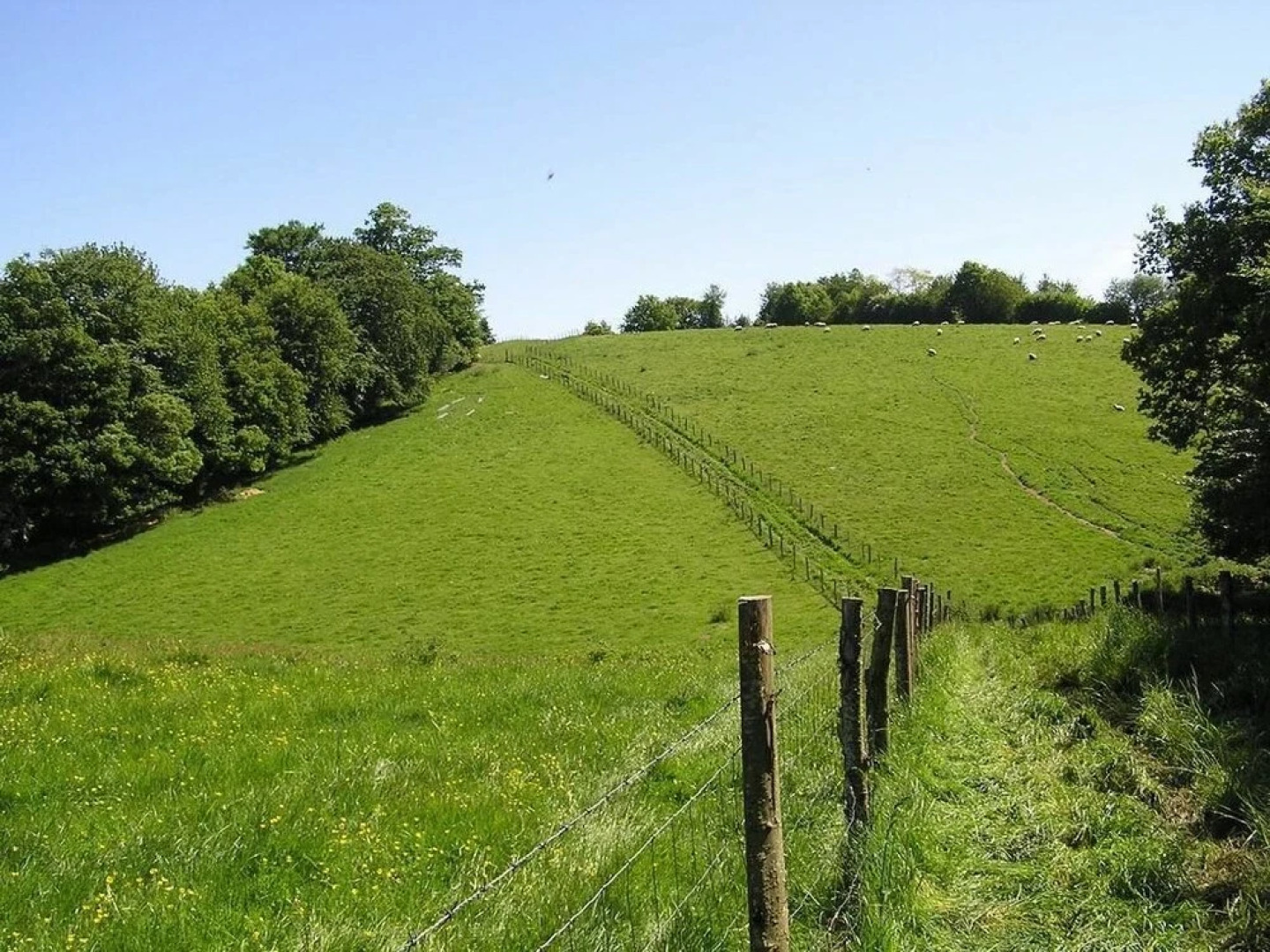 Cabane dans les Arbres - Tree House