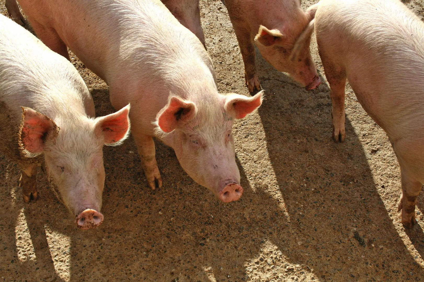 Country House in Tuscany With Panoramic Views
