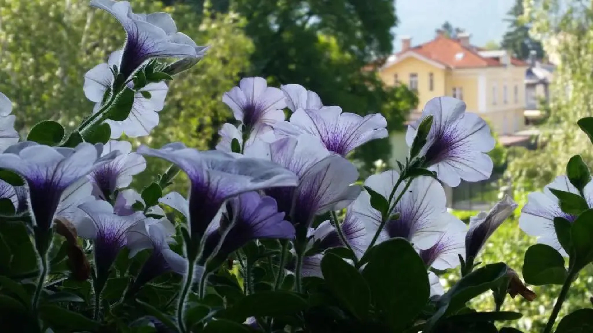 Ferienwohnung Holiday Lienz