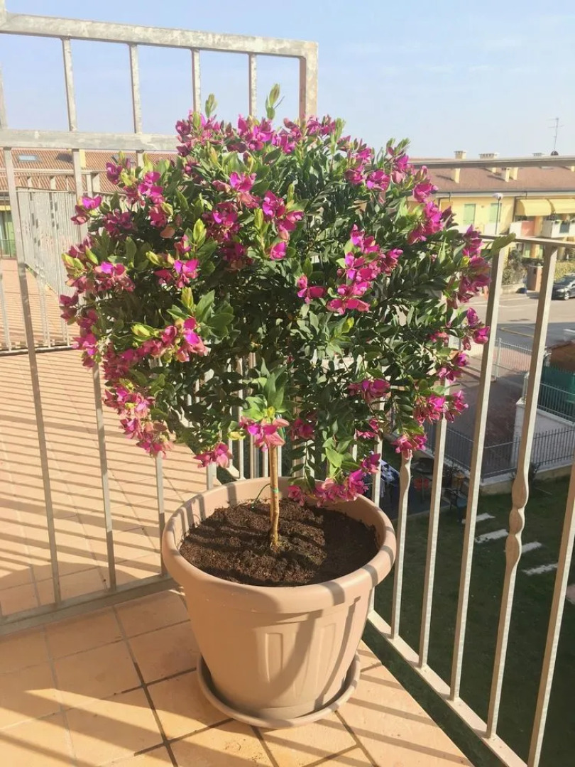 Alla Salute Apartments