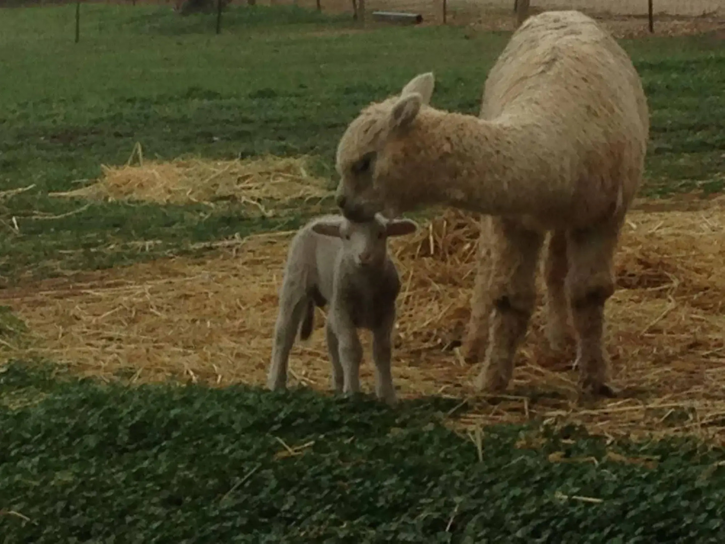 Seppelts View Cabins