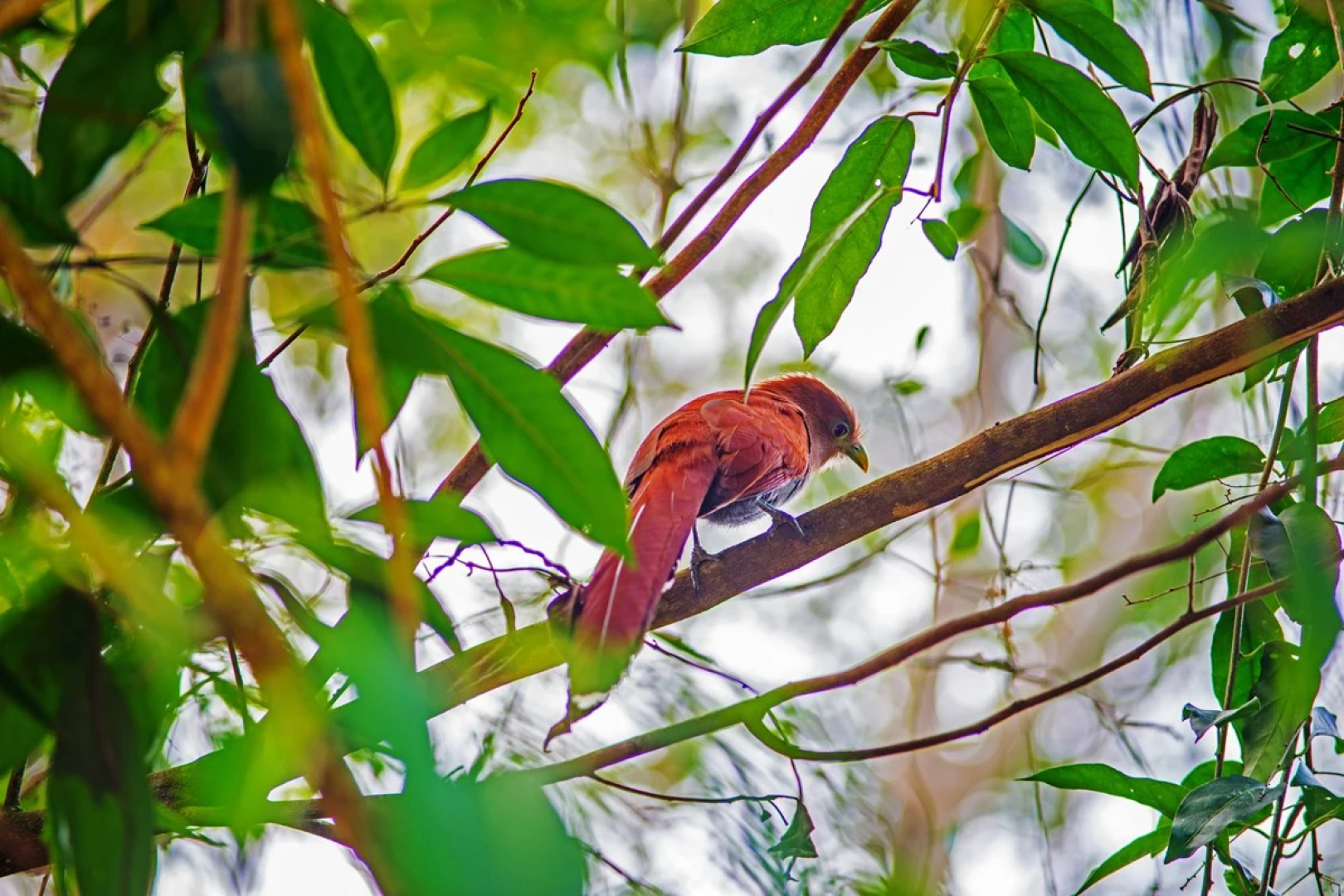 The Explorean Selva Maya Kohunlich