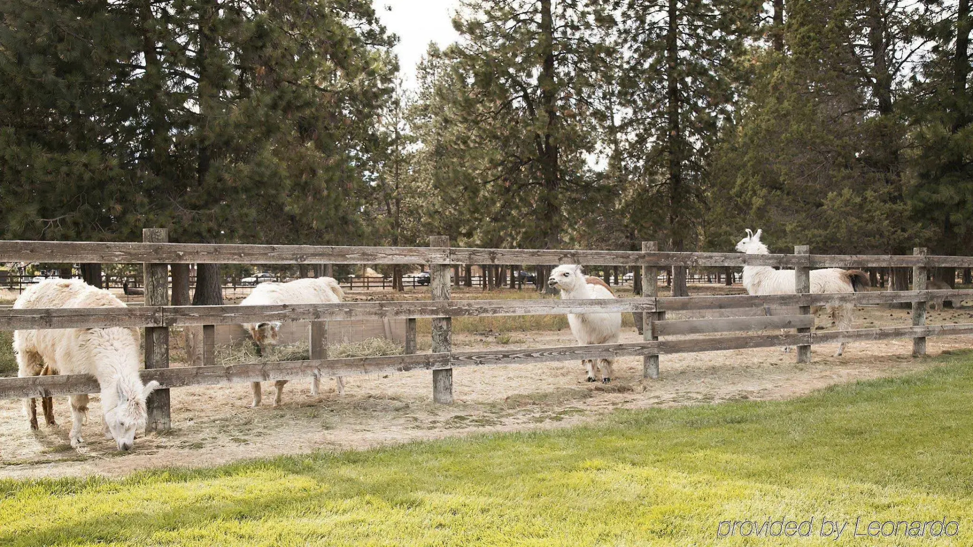 Best Western Ponderosa Lodge