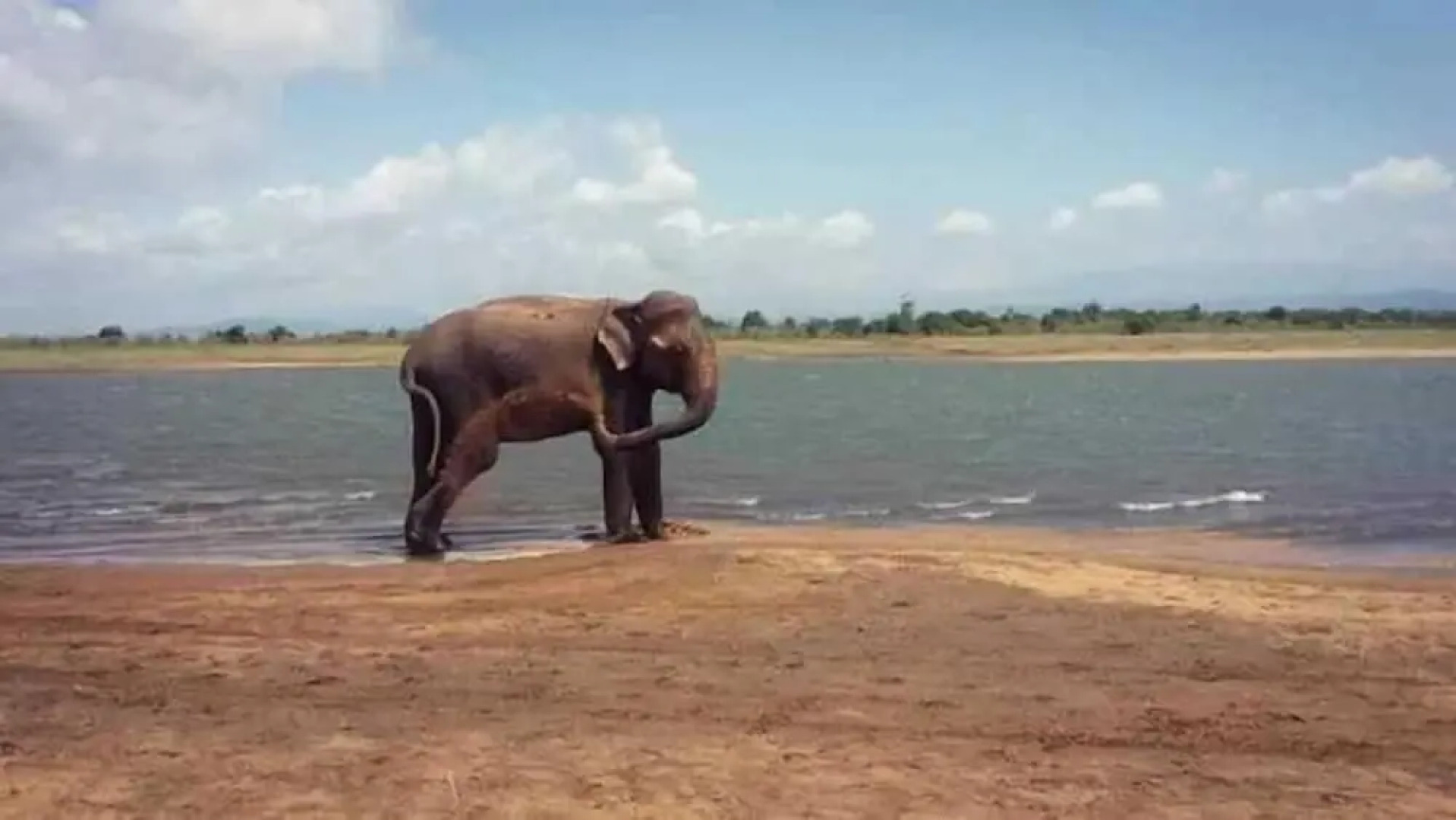 Wildlife Safari House