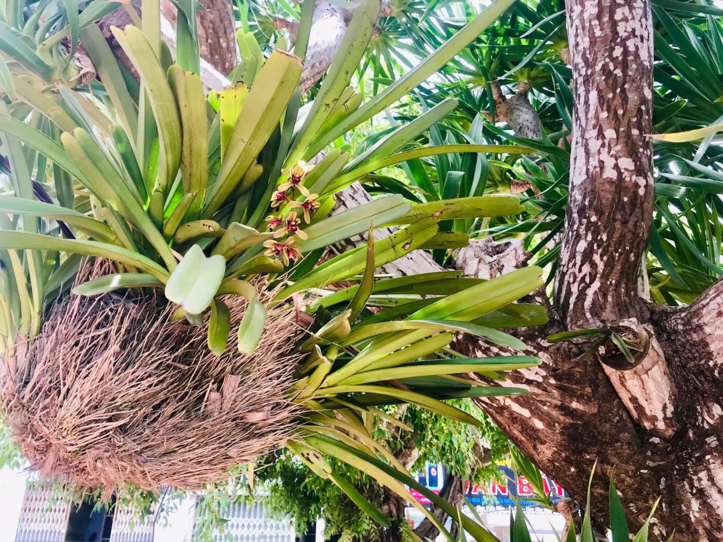 Quang Vinh - Đao Ly Son