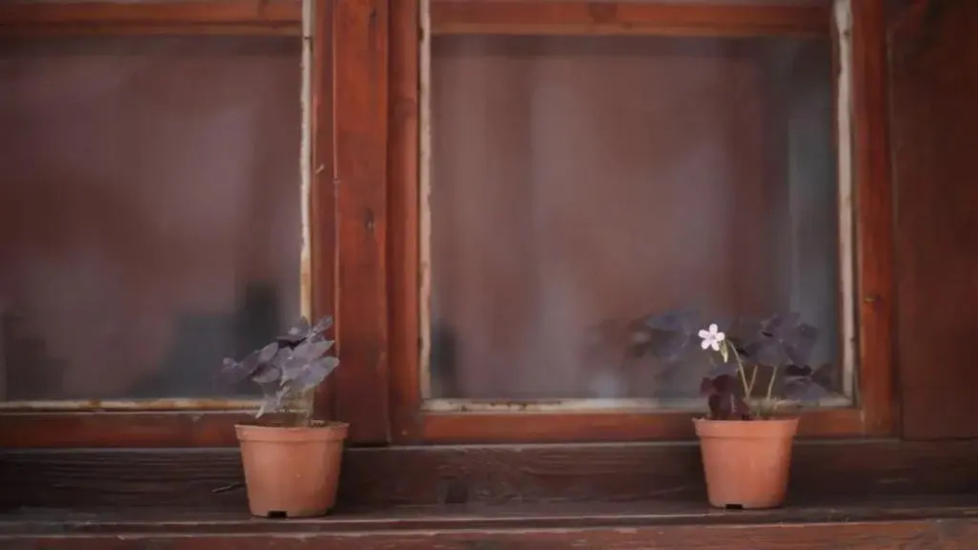 Zlatniyat Telets Guest Rooms