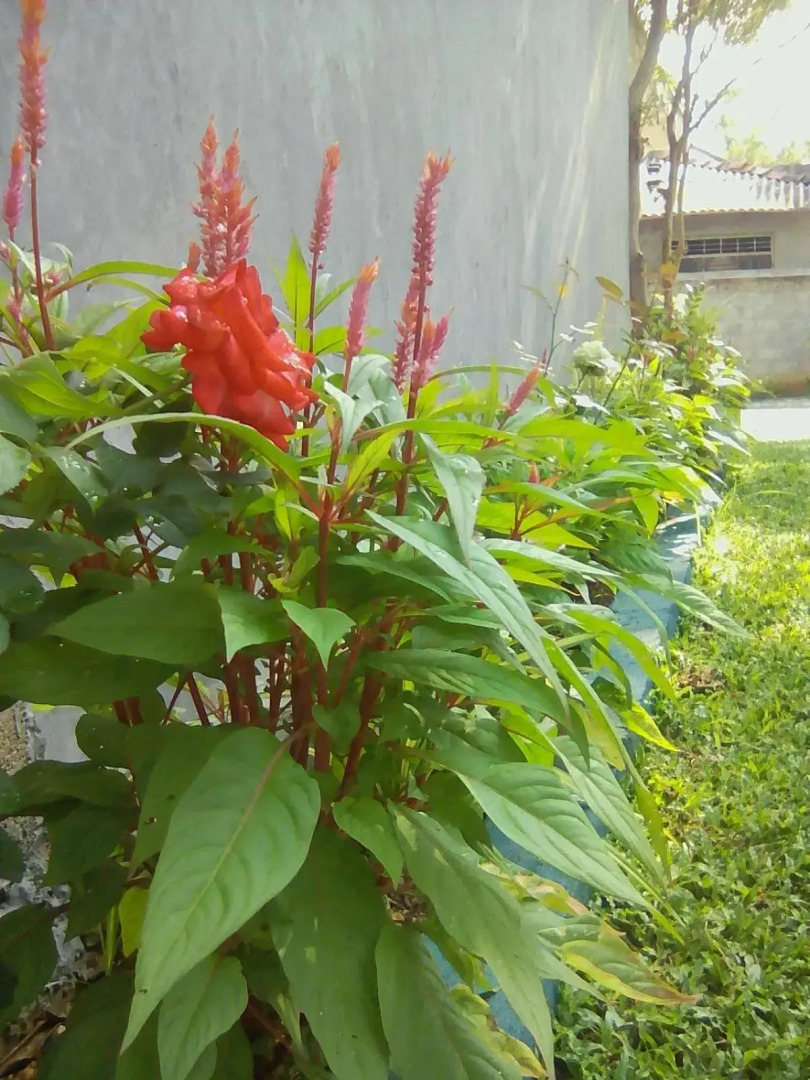 Thomasha Holiday Inn