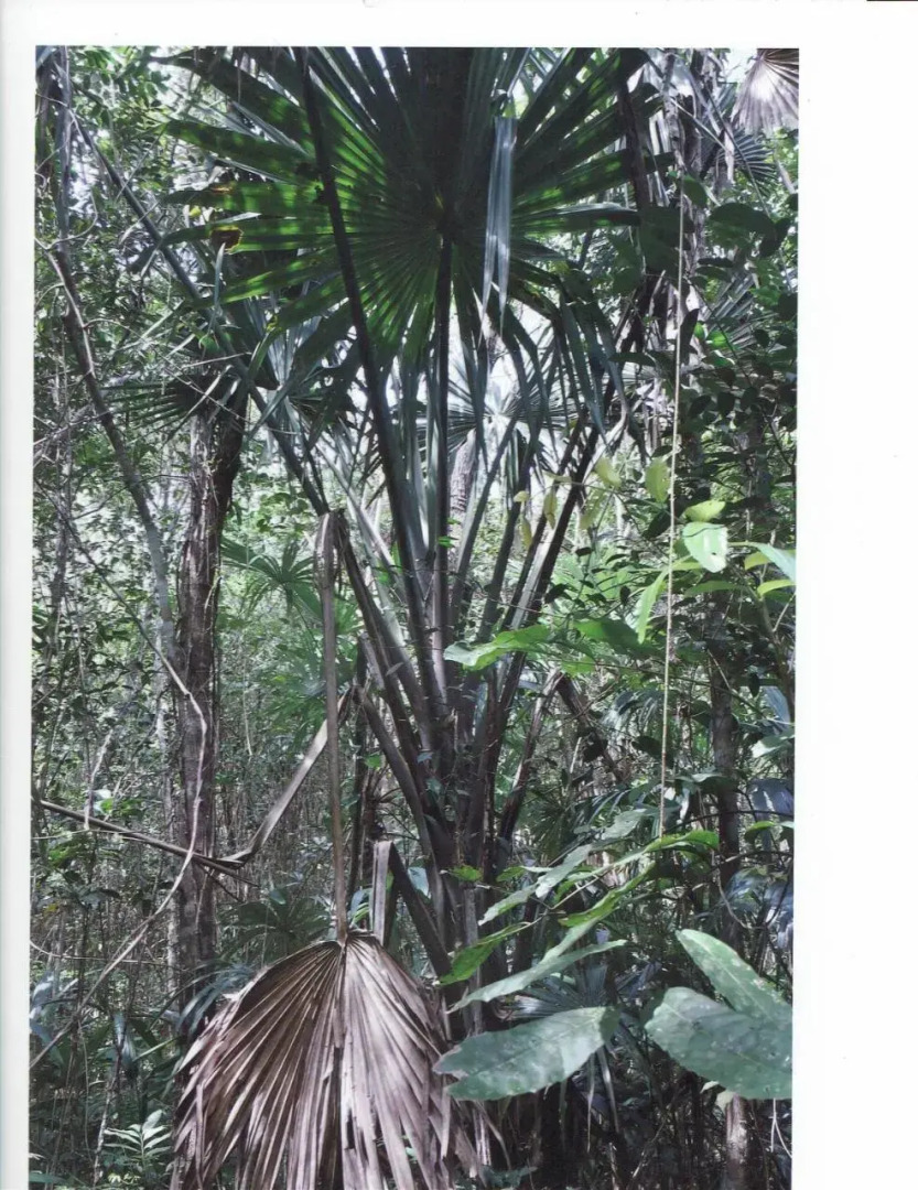 Posada Los Reyecitos