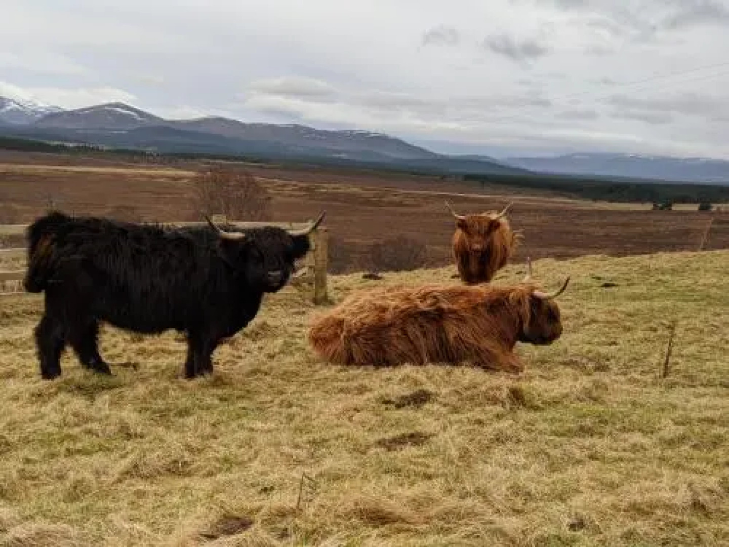 The Snug in Grantown
