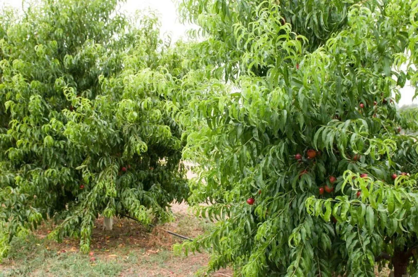 Agriturismo Nuova Campagna