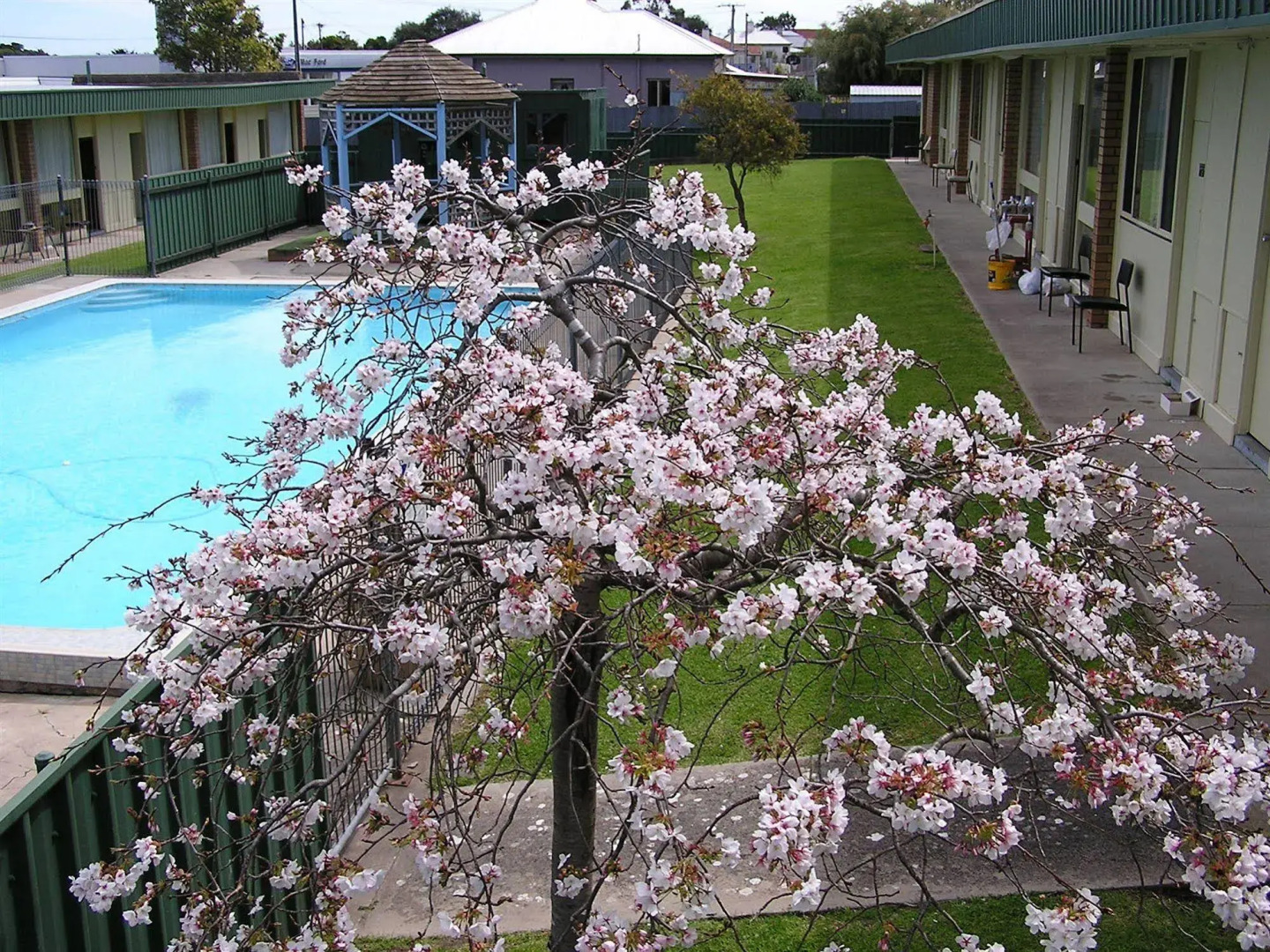 Sandpipers at Millicent