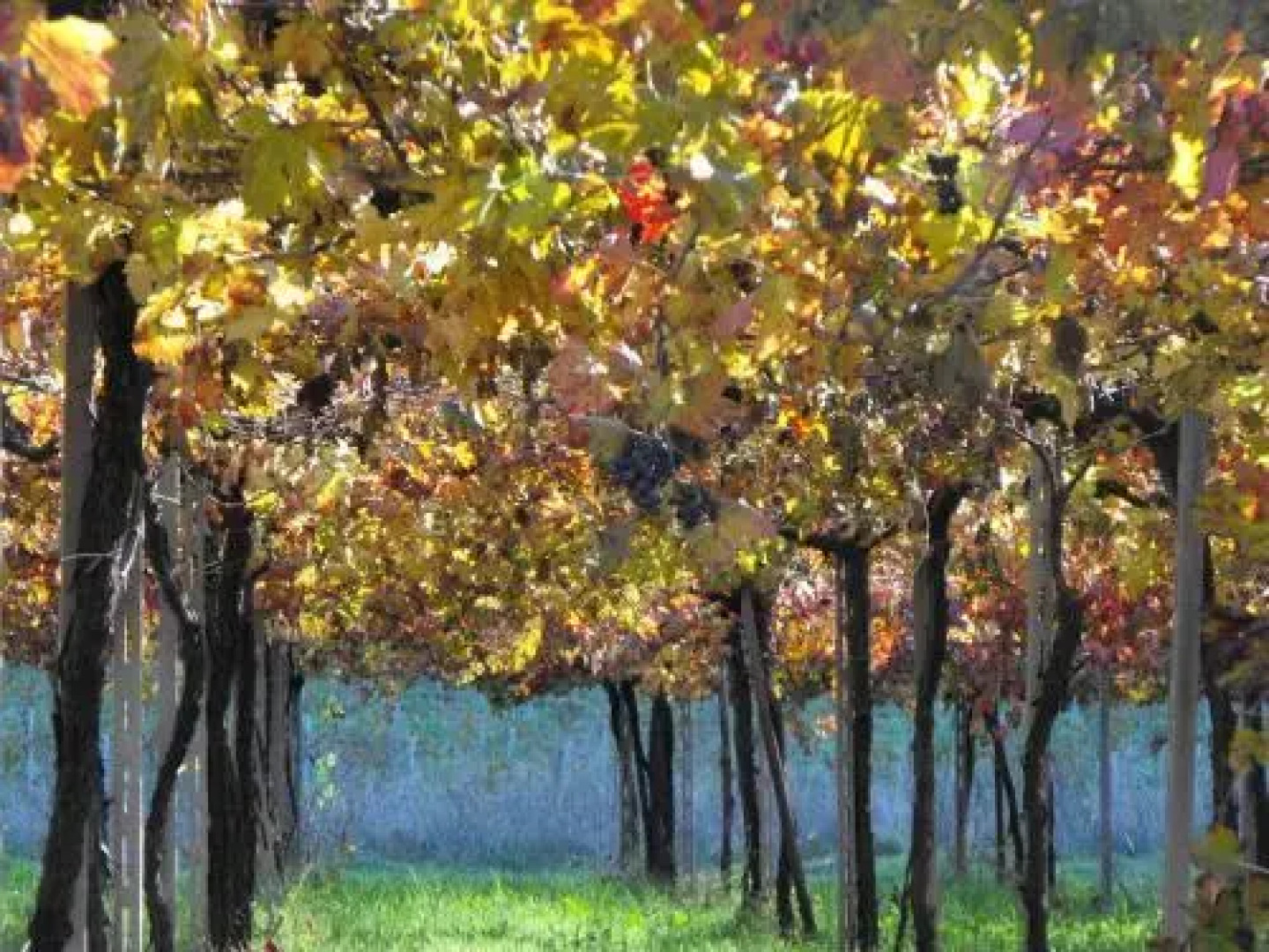 Agriturismo Fontefredda