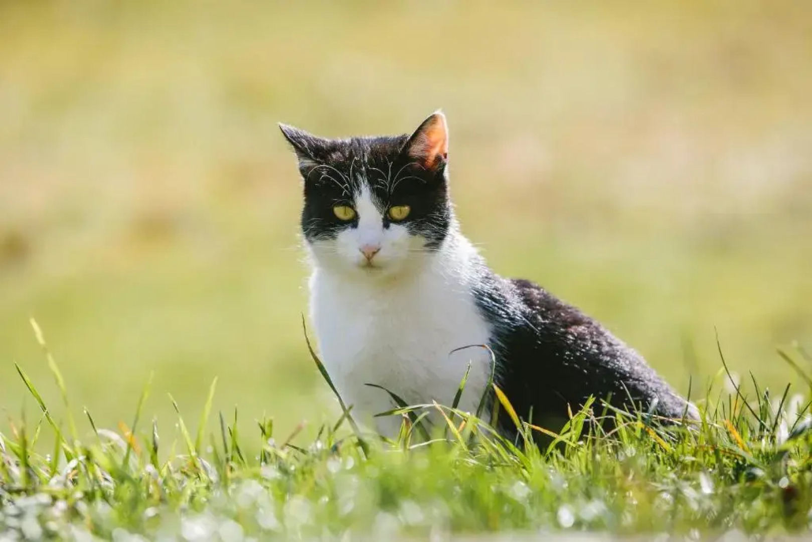 Rodinný Penzión Chata Ťapka