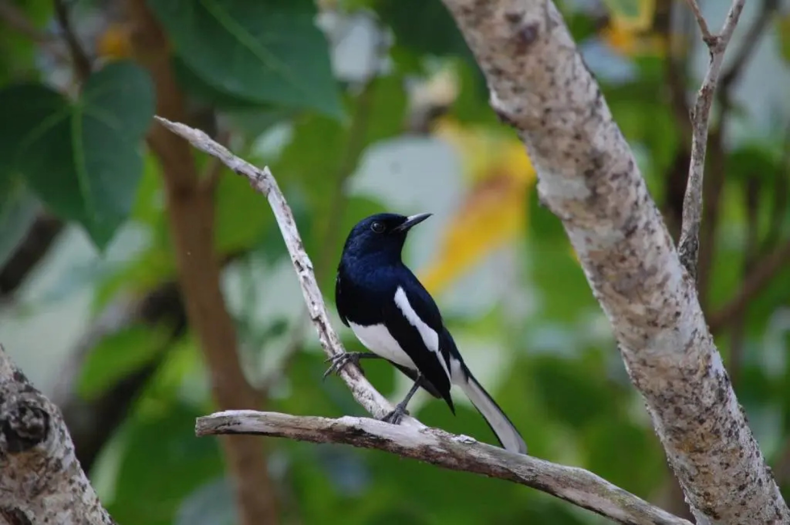Thotupola Villa - Mirissa
