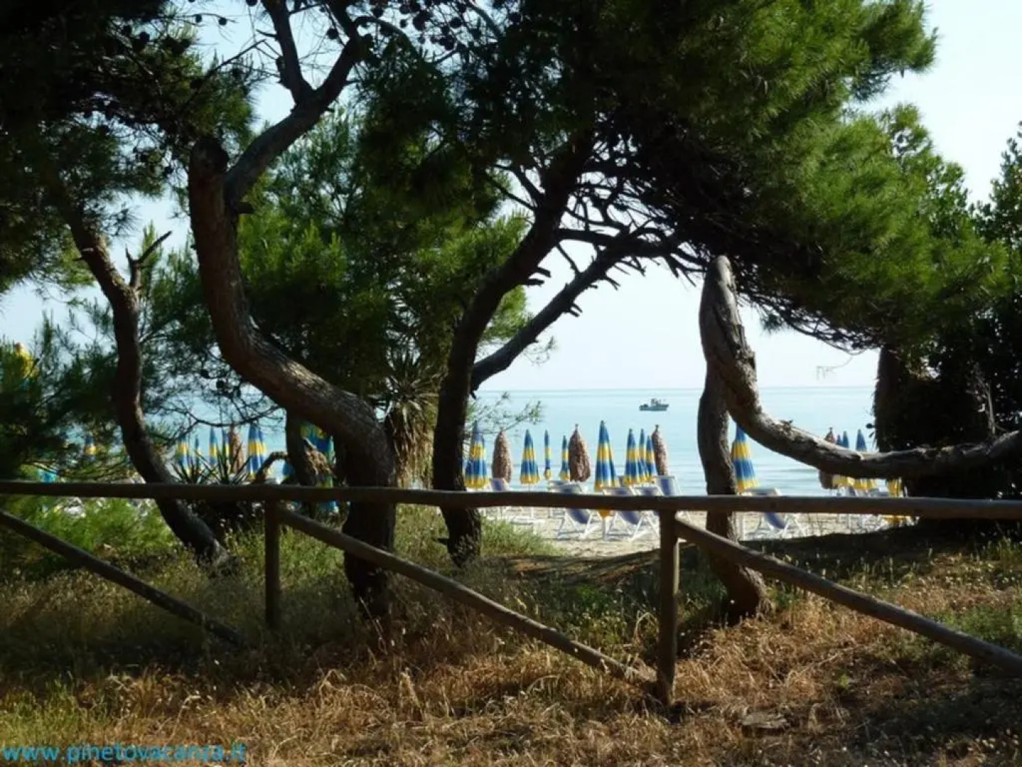 Ficus 2 Pineto Vacanza