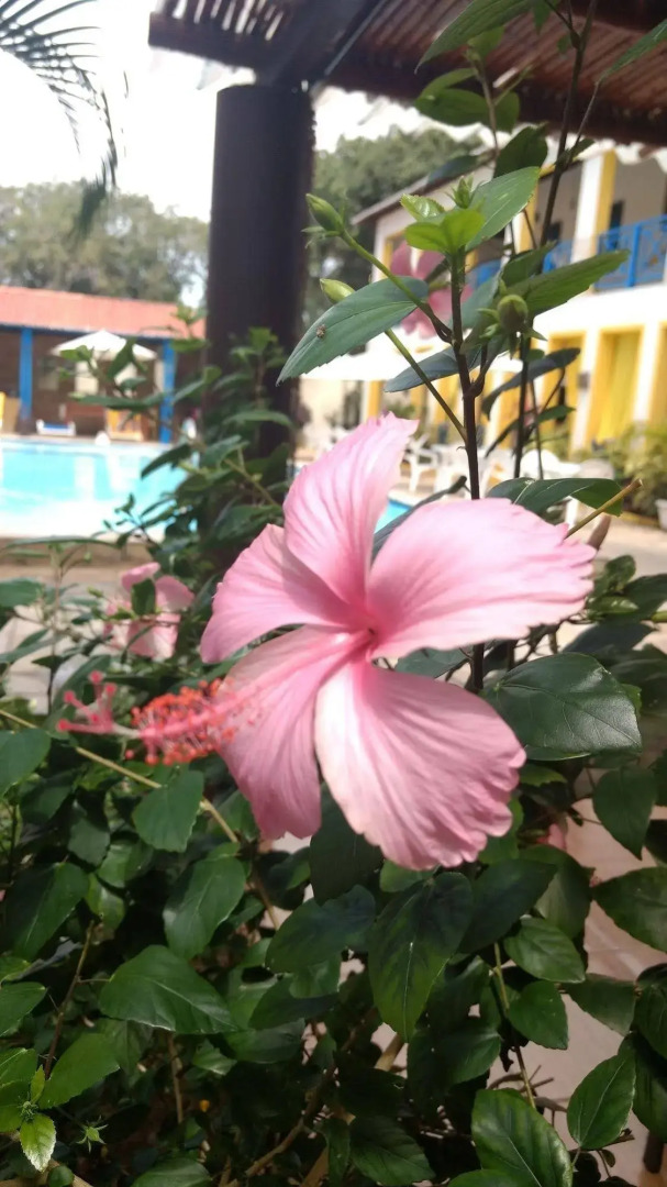 Pousada Flores do Mar