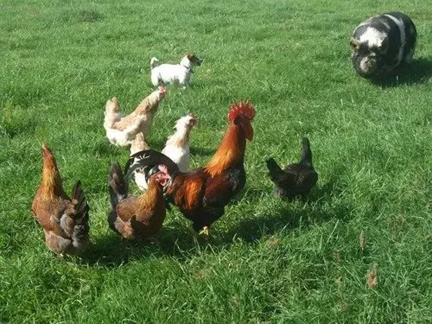 Lower Severalls Farmhouse