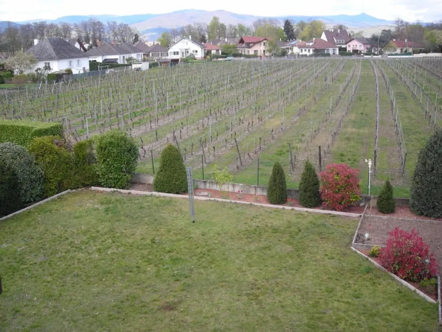 aux pieds des vignes