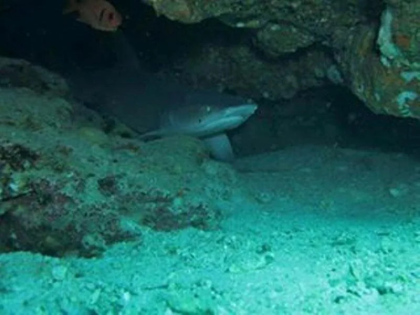 Bauan Divers Sanctuary Resort and Hotel