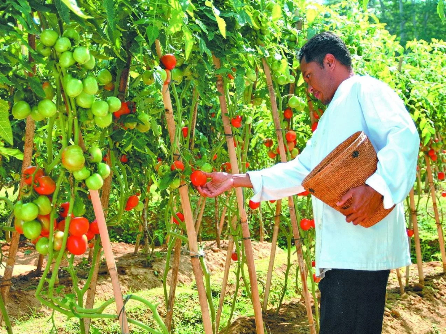 Bagus Jati Health & Well Being Retreat