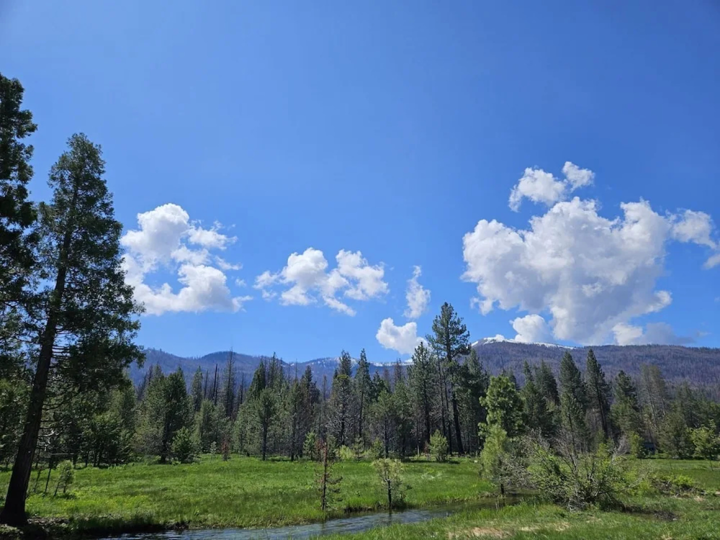 The Black Forest Lodge