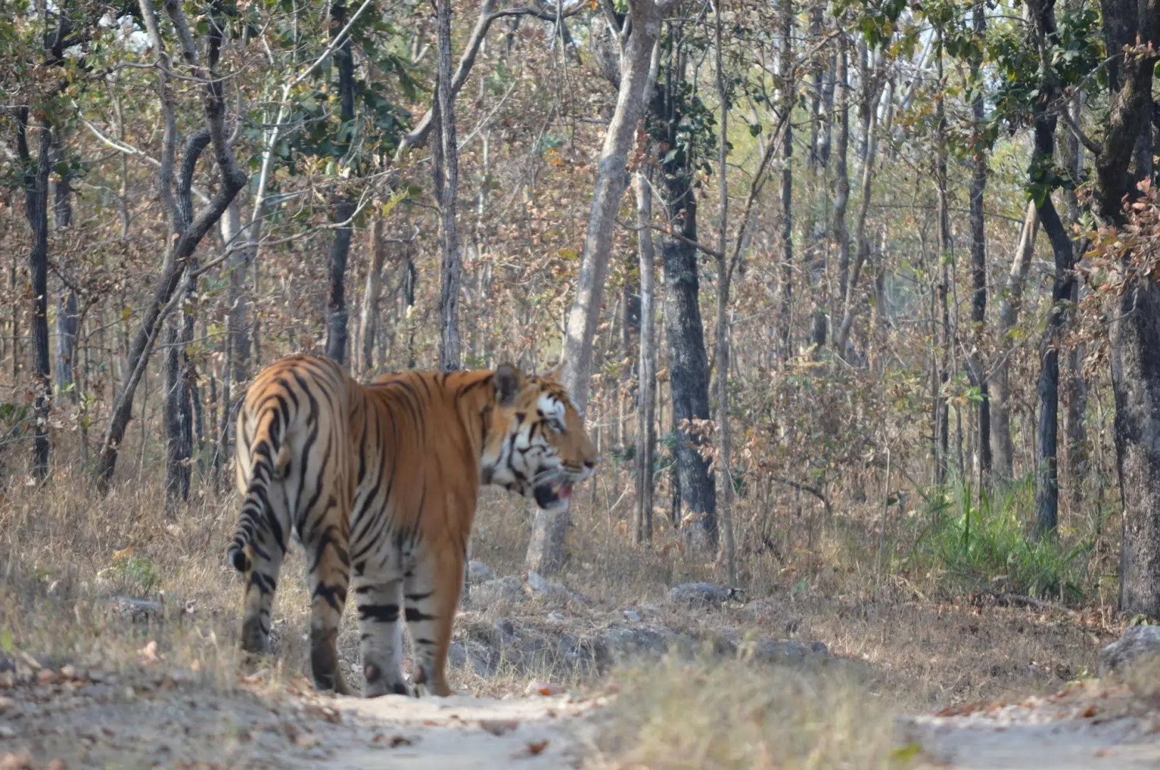 Windsor Tiger Resort