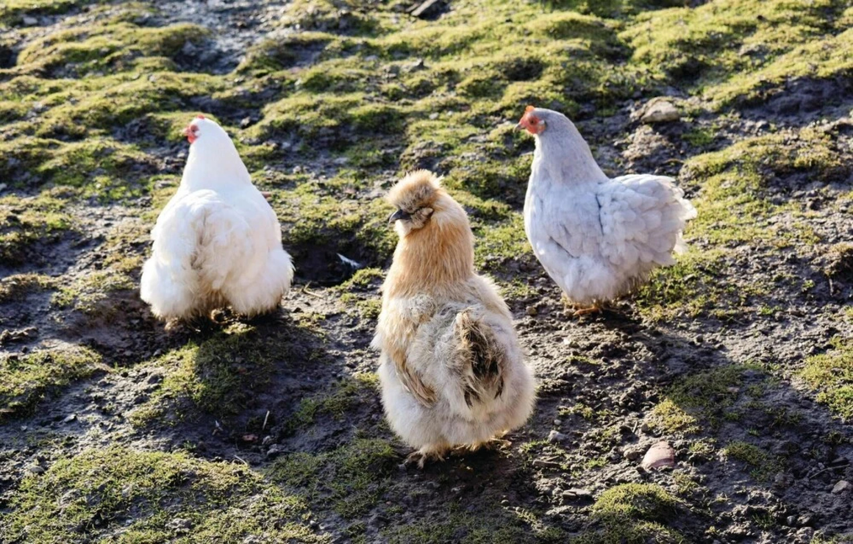 Amazing Home in De Haan With 12 Bedrooms and Wifi