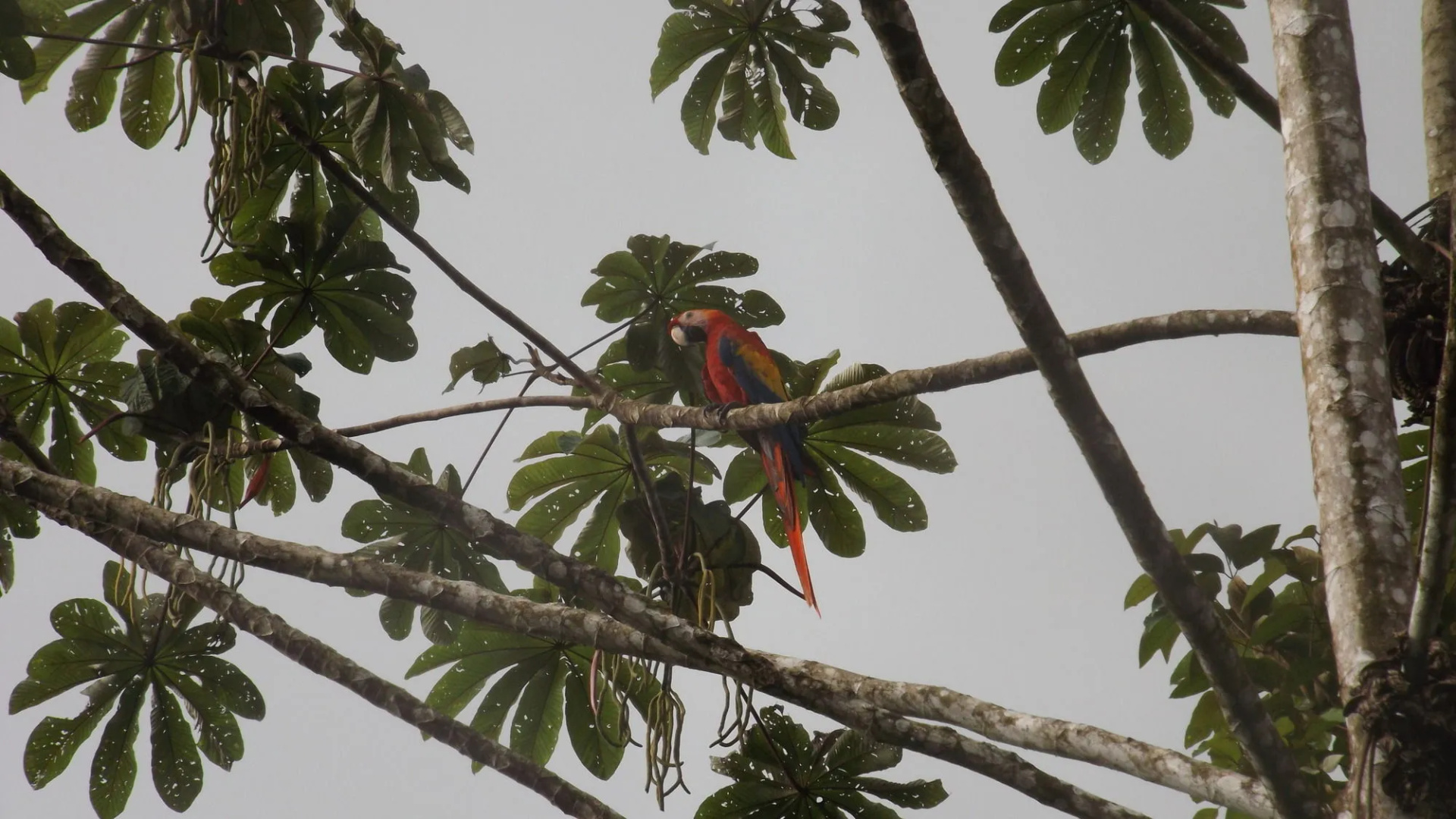 Ara Ambigua Lodge