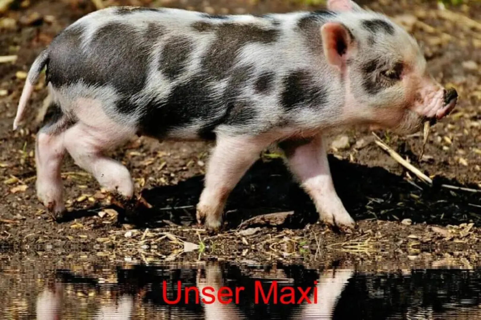 Ferienwohnungen Gwehenberger