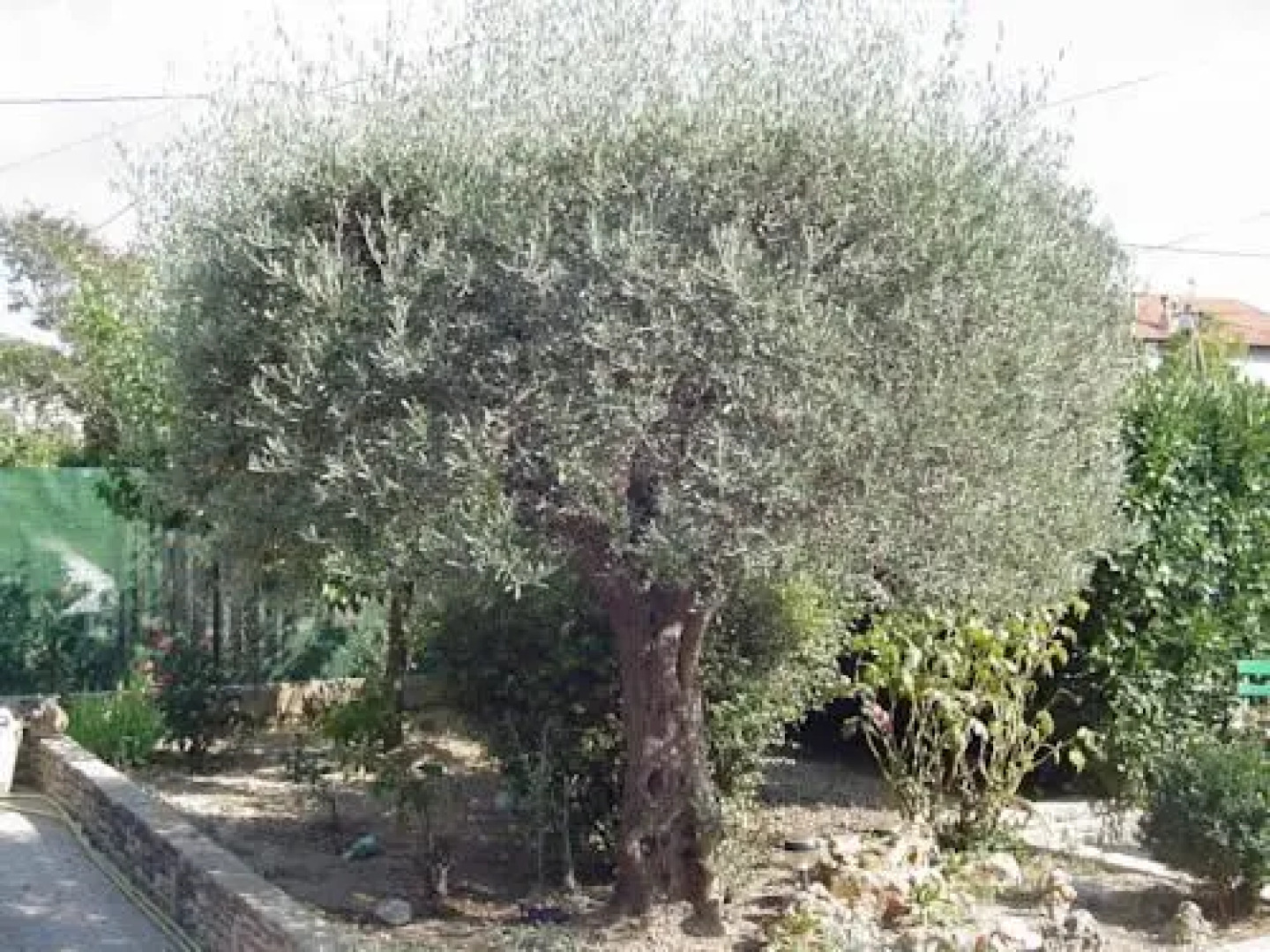 A lOmbre des Lauriers