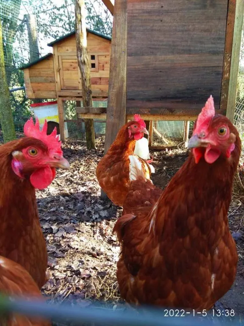 A 5 kms du Puy du Fou, Gîte La Séraphina