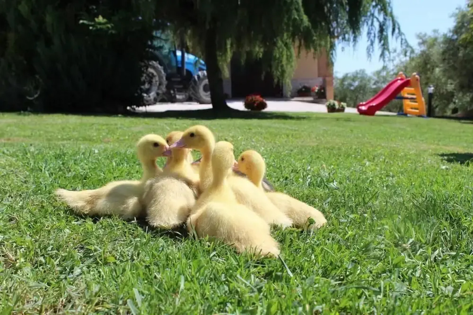 B&b Agli Ulivi Di Mascio