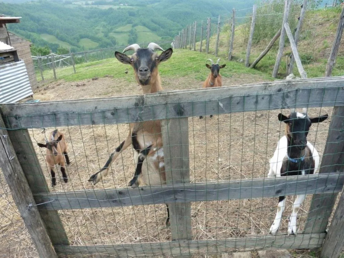 Società Agricola Cacigolara