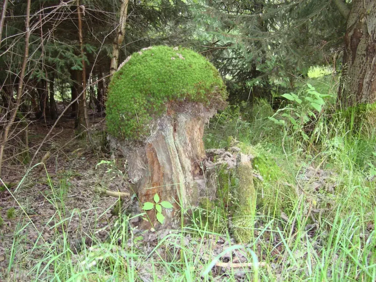 Cosy Apartment in Hallenberg Near Centre