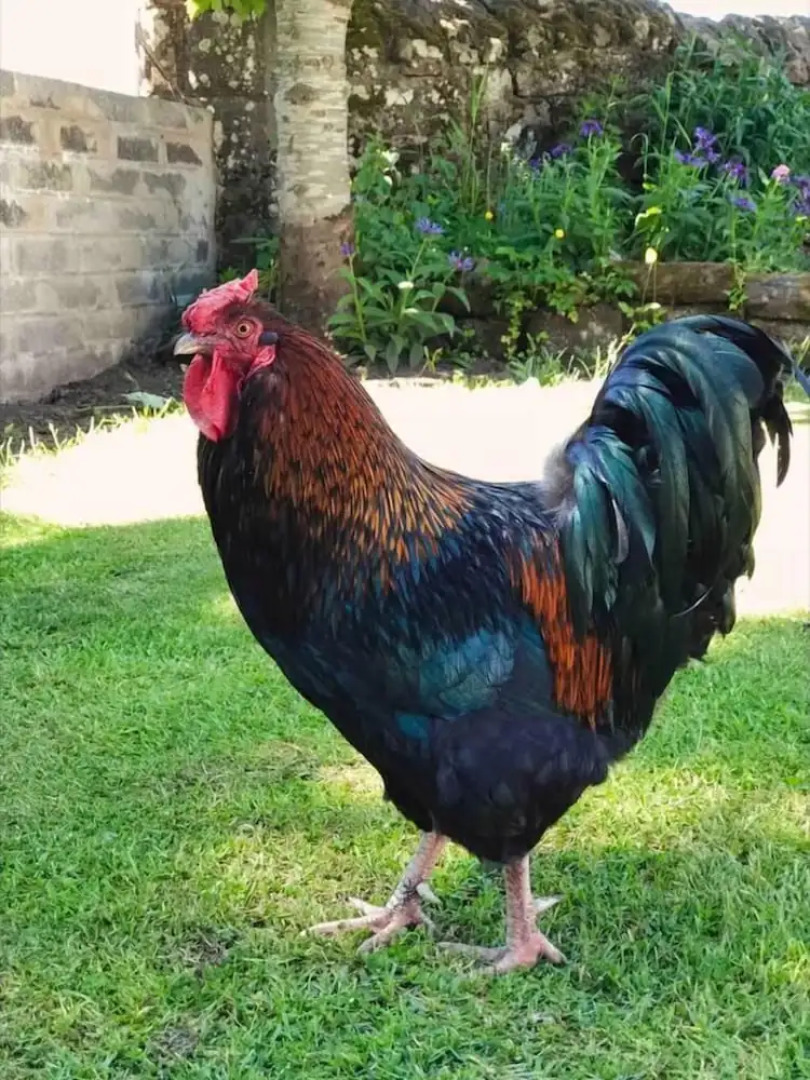 Lovely Semi-rural Caravan & Hot Tub - Sleeps Fam 6