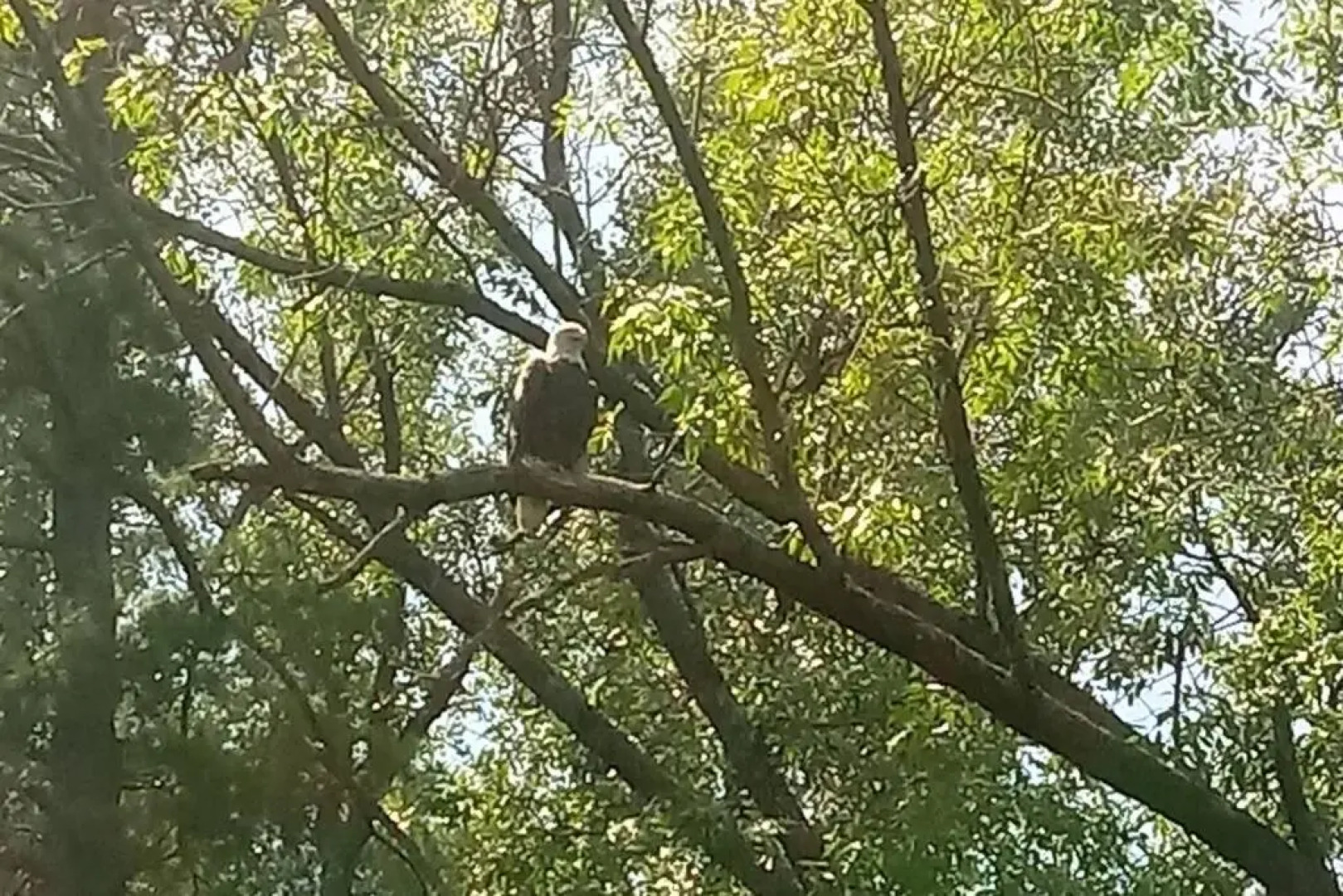 Wisconsin Dells Cabin in the Woods - VLD0423