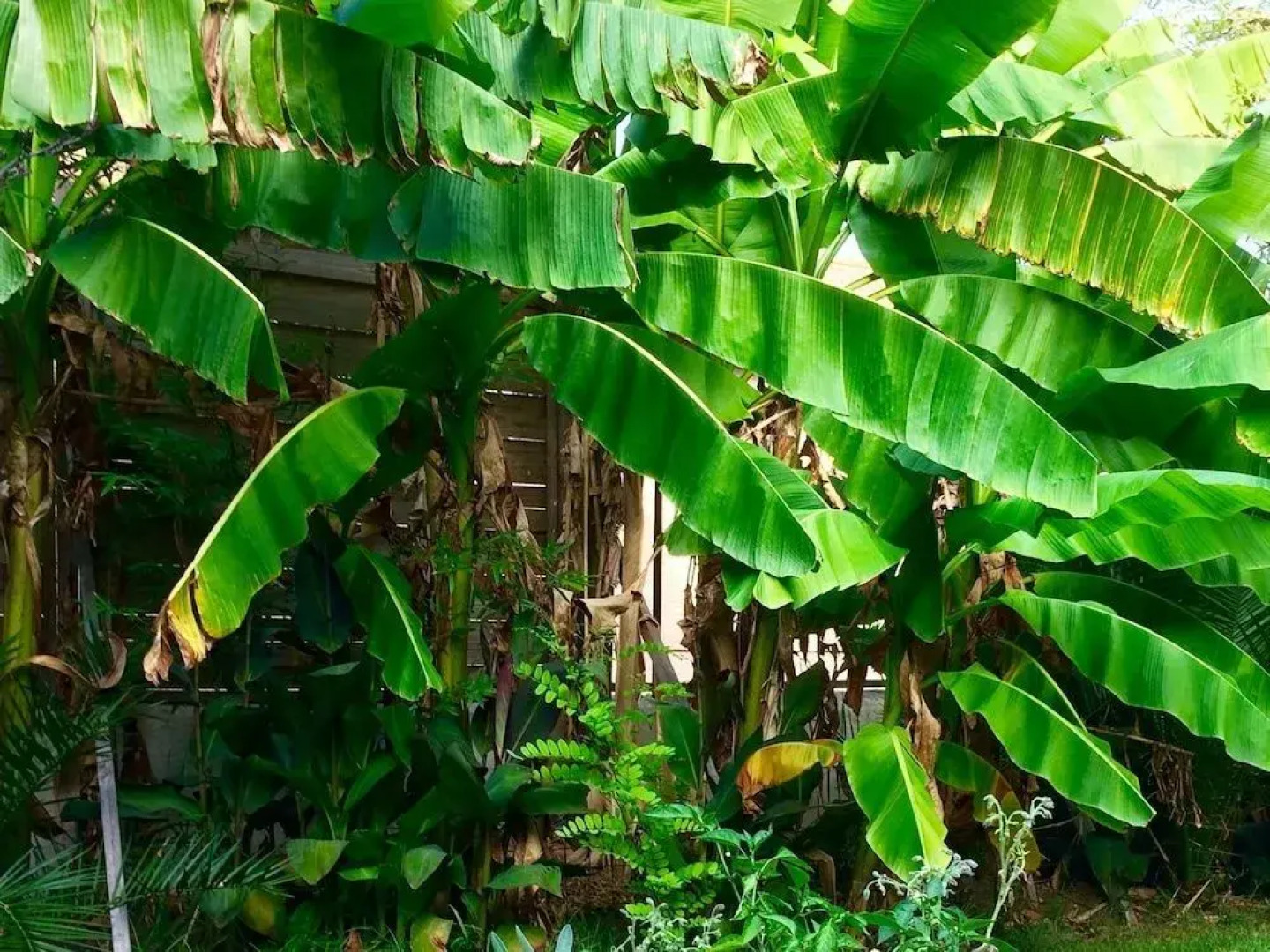 Les Palmiers Chambres D'hôtes