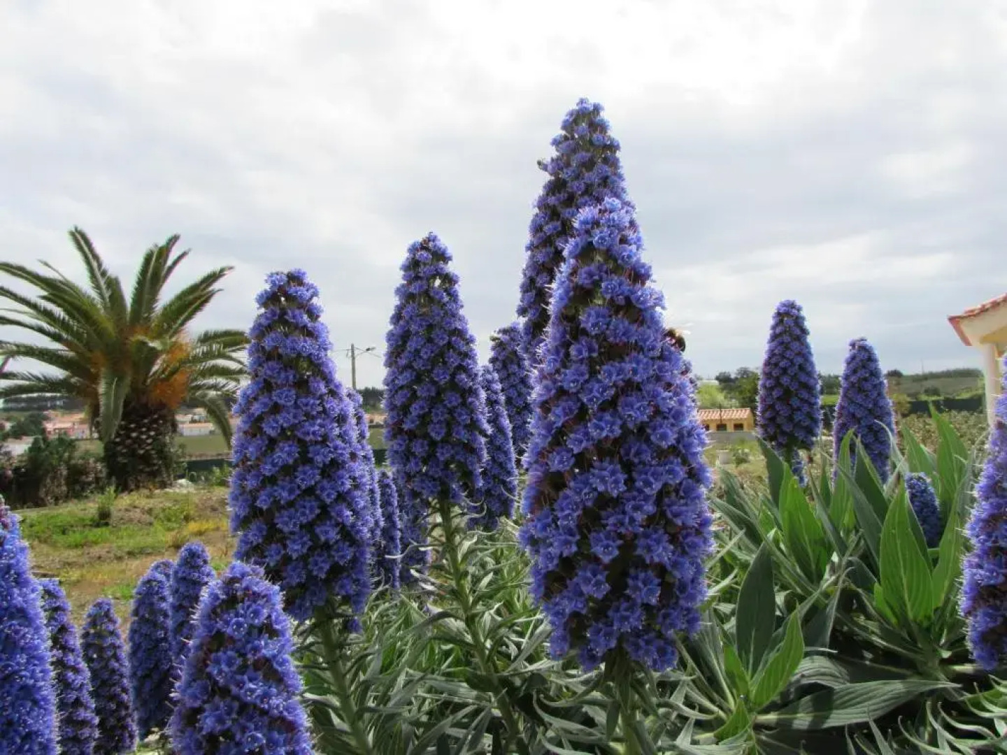 Quinta Sobral Prestige