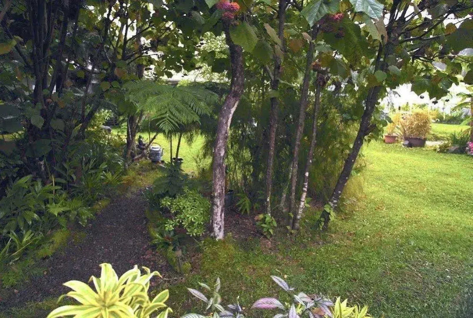 Volcano Artist Cottage