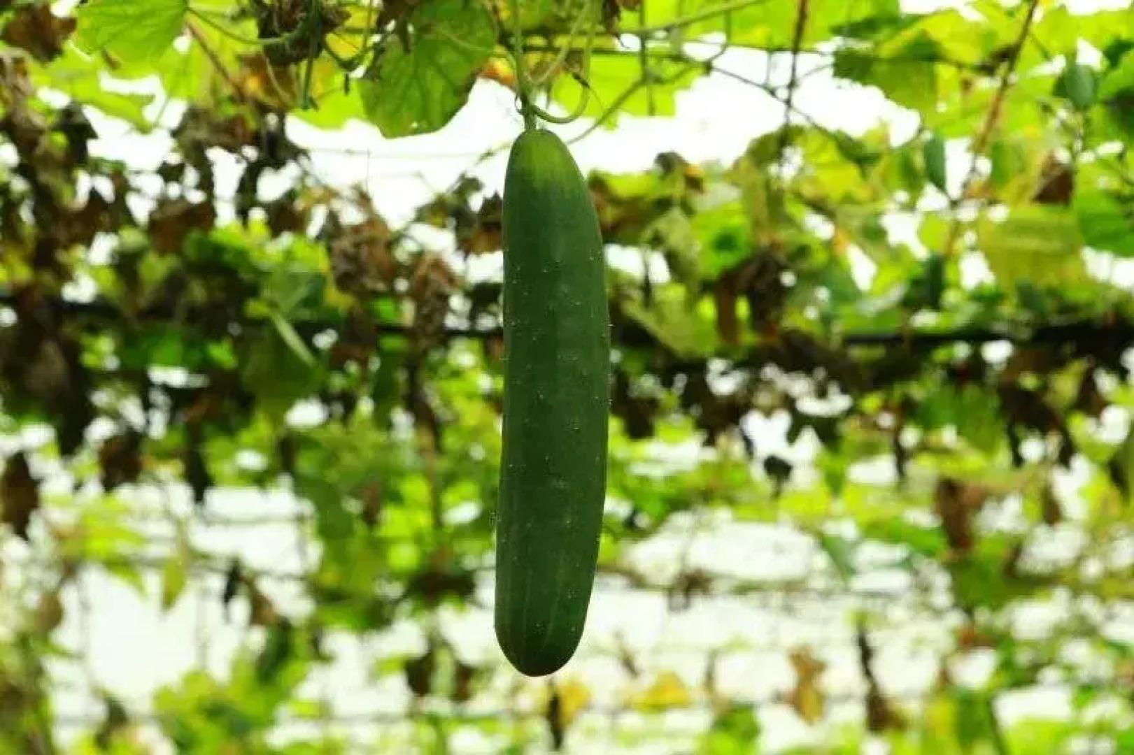 Aiswarya Spices And Dreamland