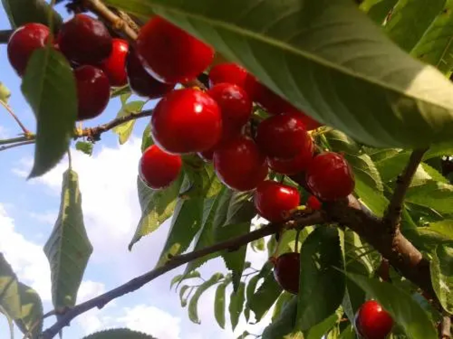 Apartamentos La Borda Castillon