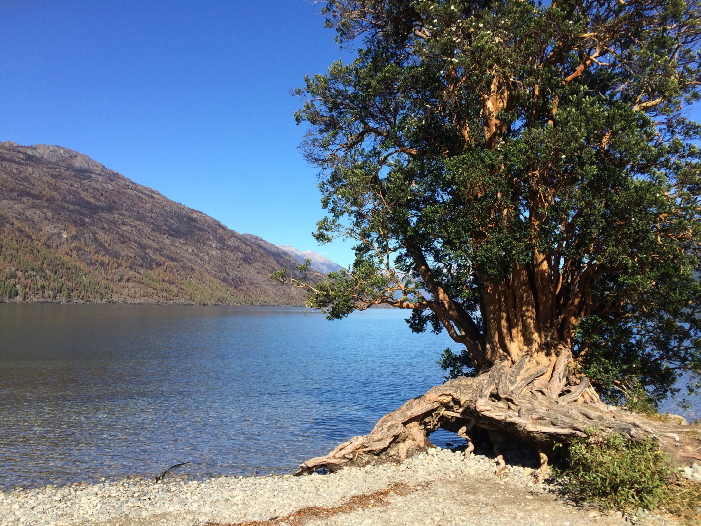 Cabañas Las gemelas de Puelo