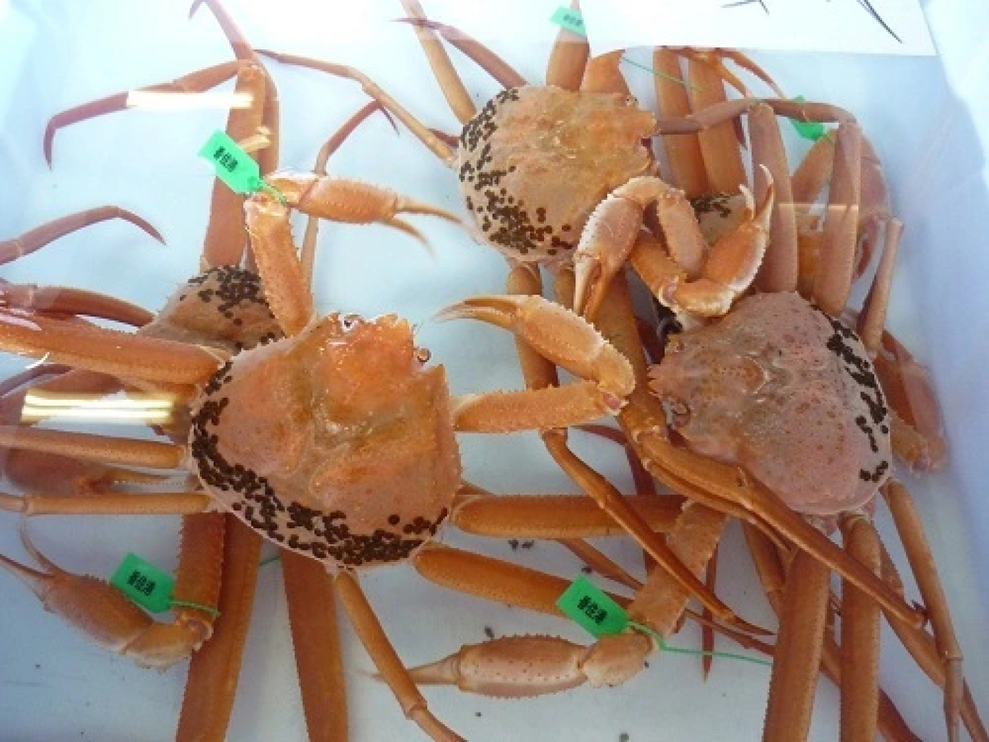 Uchiyu Minshuku Kosei