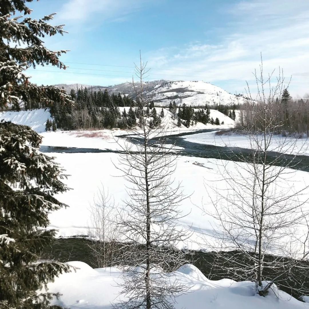 The Reclusive Moose Cabins