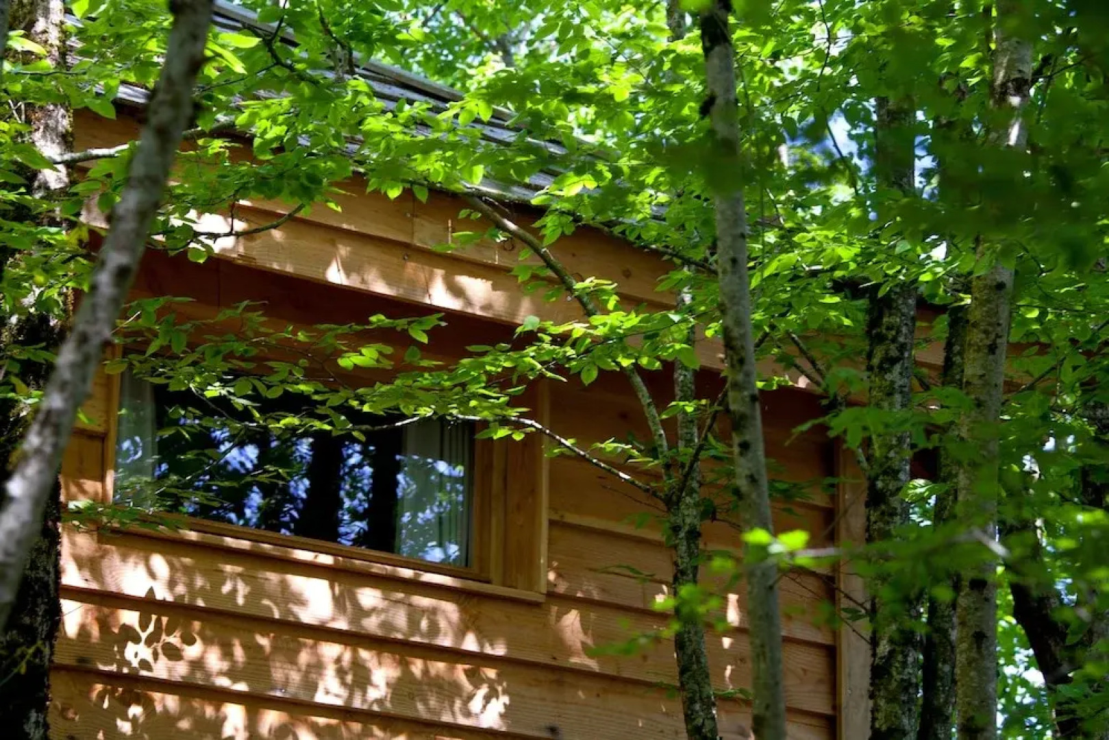 Séjour à Brive Cyprès si haut